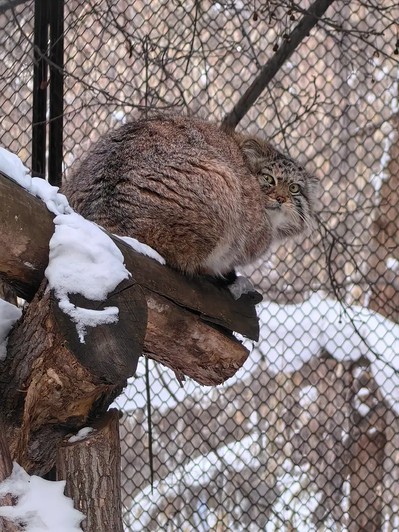 Фотография Сычика в Новосибирском Зоопарке