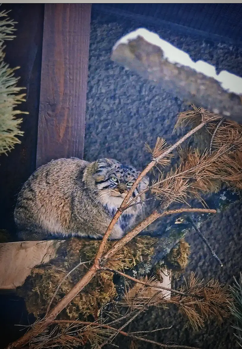 Фотография с манулом