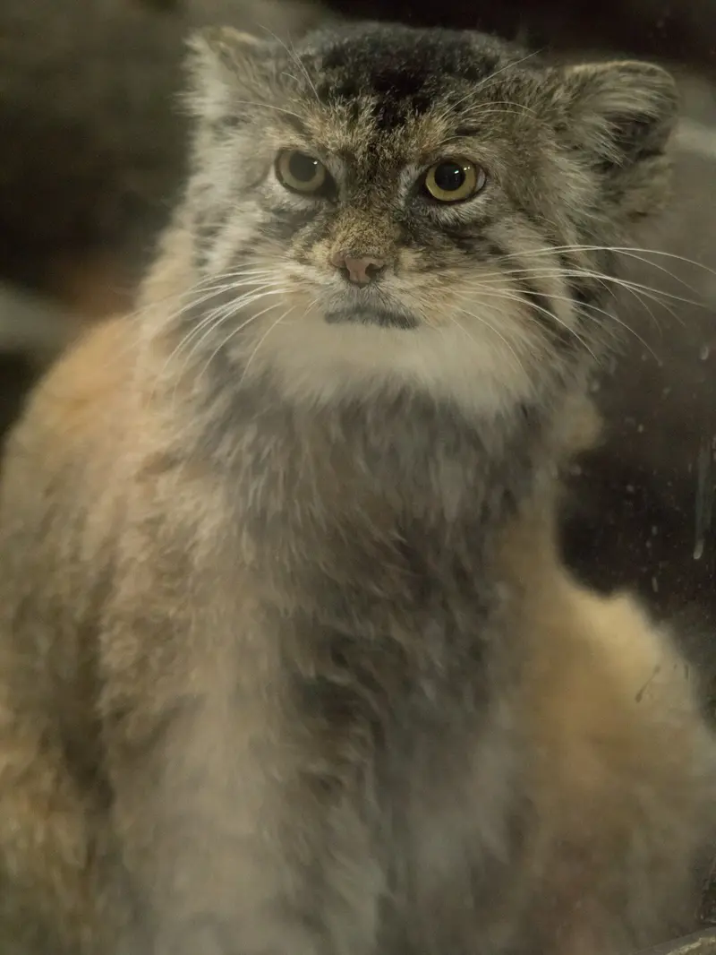 Фотография Примулы в Зоопарке Уено