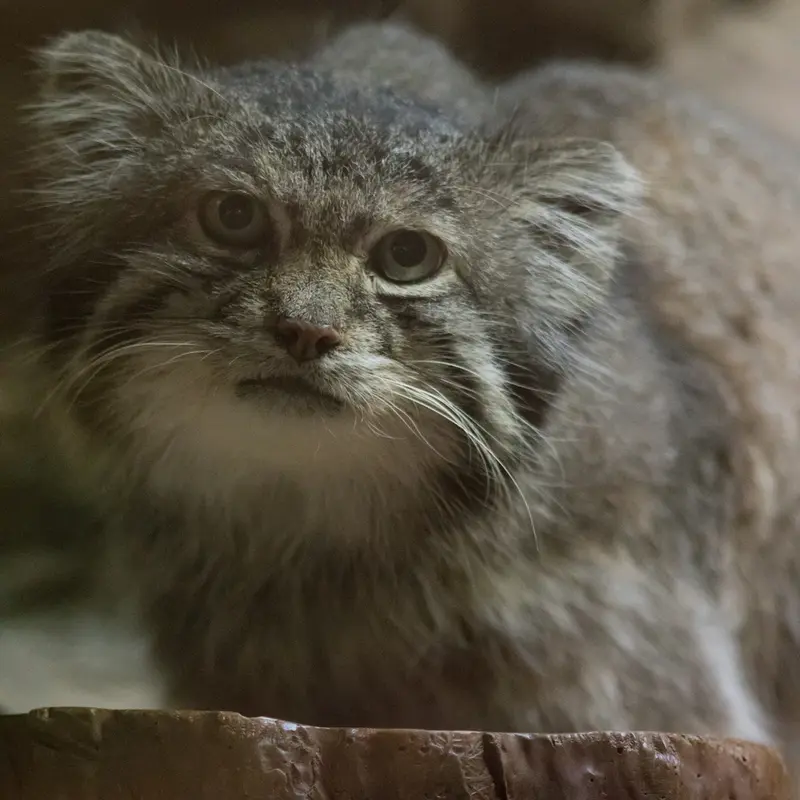 Фотография Клёна в Зоопарке Уено