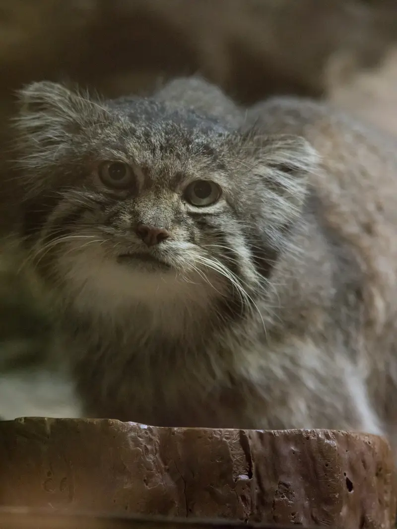 Фотография Клёна в Зоопарке Уено