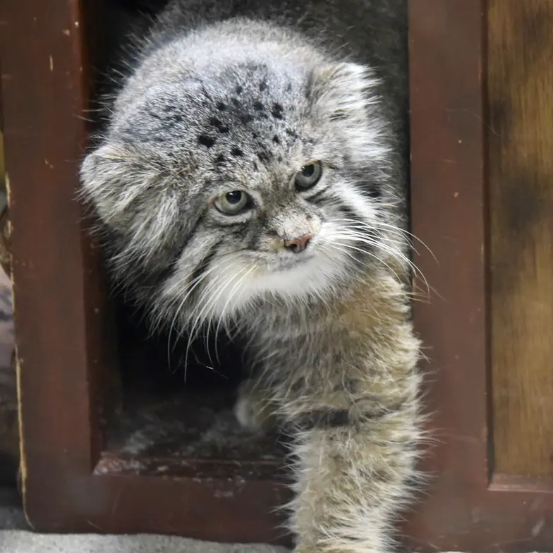 Фотография Клёна в Зоопарке Уено