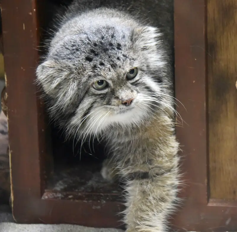 Фотография Клёна в Зоопарке Уено