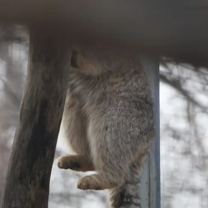 Фотография с манулом