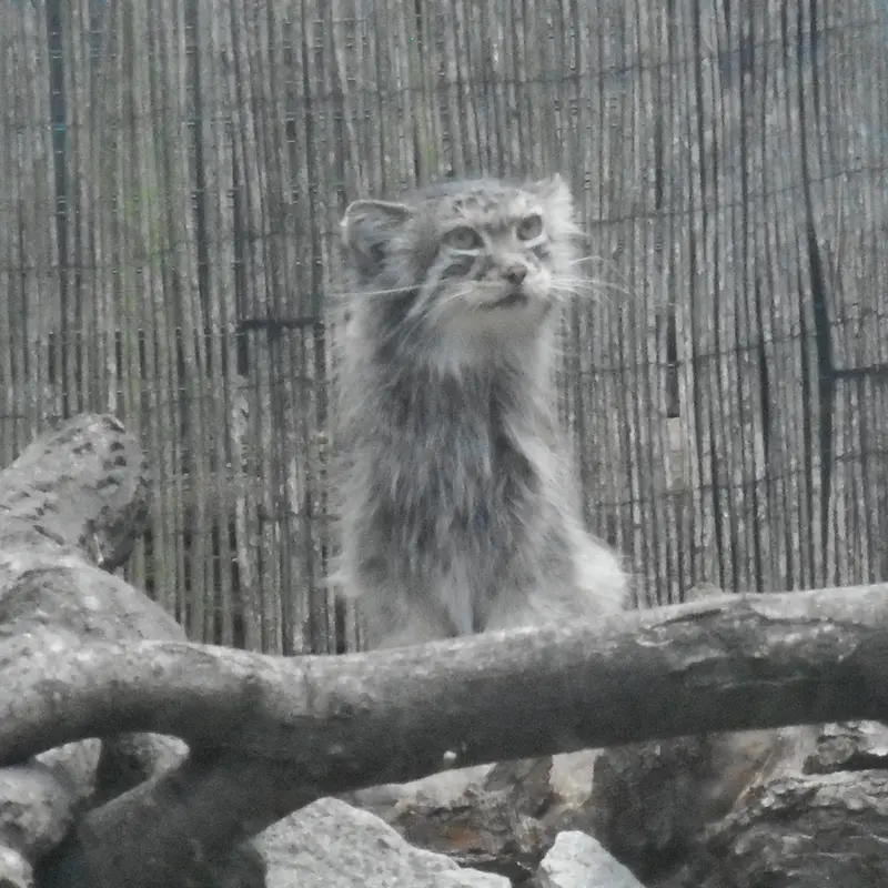 Фотография с манулом
