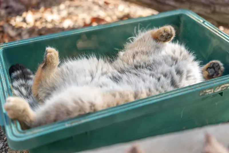 Фотография Груши в Детском зоопарке Сайтама