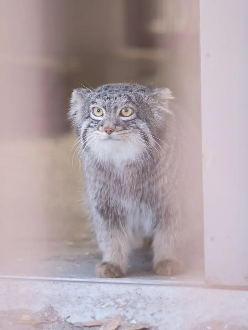 Фотография Фиги в Зоопарке Ногеяме