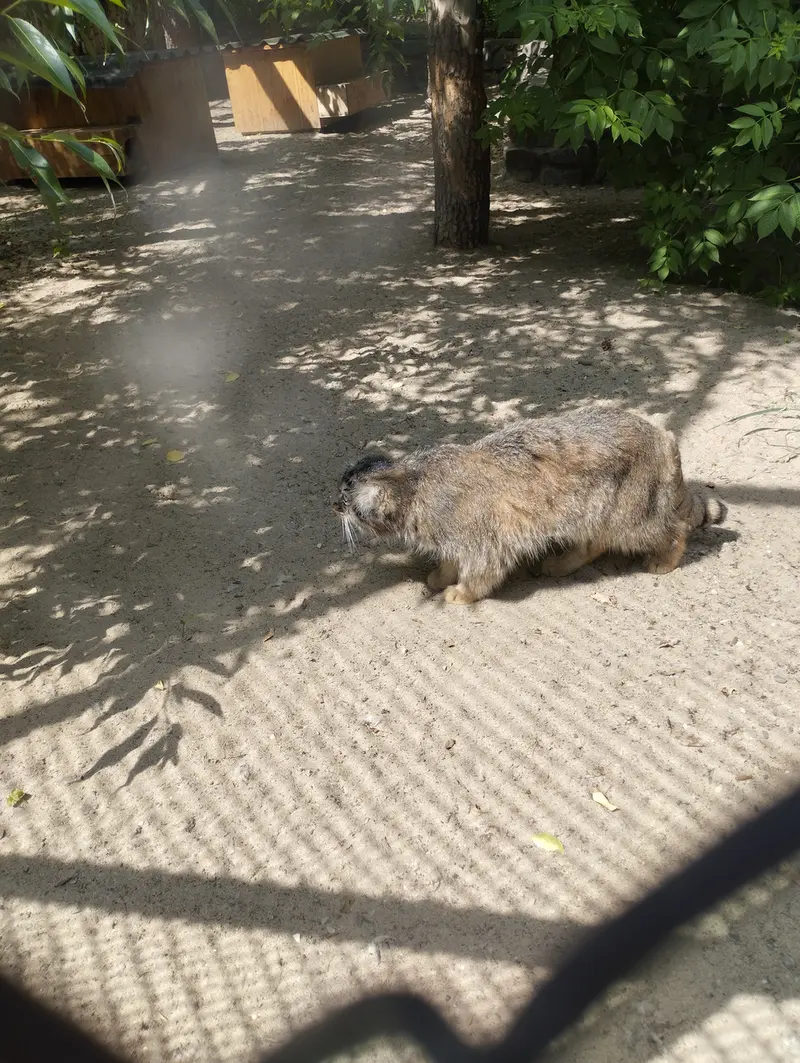 Фотография с манулом в Новосибирском Зоопарке