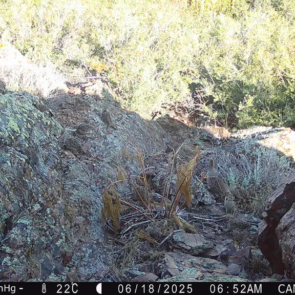 Фотография Сераи Куропатки с фотоловушки Жунды 3 [новинка]