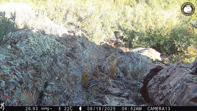 Фотография Сераи Куропатки с фотоловушки Жунды 3 [новинка]