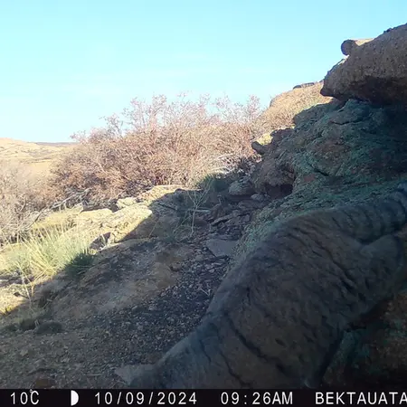 Фотография Сибирского Манула с фотоловушки Бектауата 2