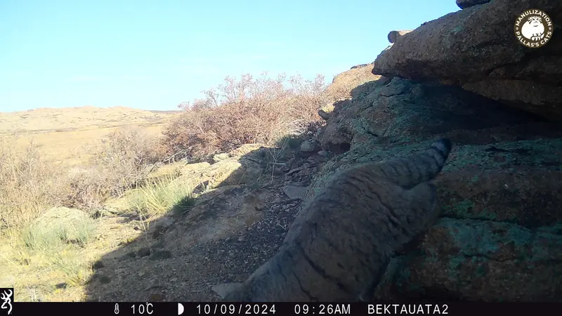 Фотография Сибирского Манула с фотоловушки Бектауата 2