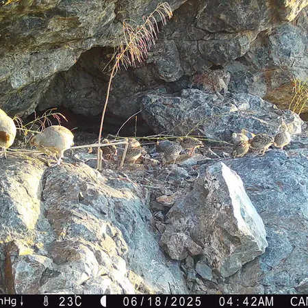 Фотография Сераи Куропатки с фотоловушки Жунды 1