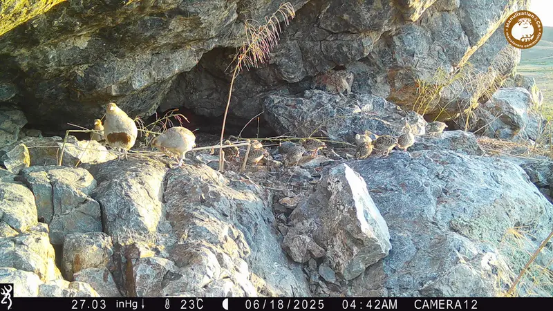 Фотография Сераи Куропатки с фотоловушки Жунды 1