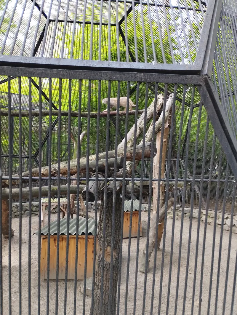 Фотография с манулом в Новосибирском Зоопарке