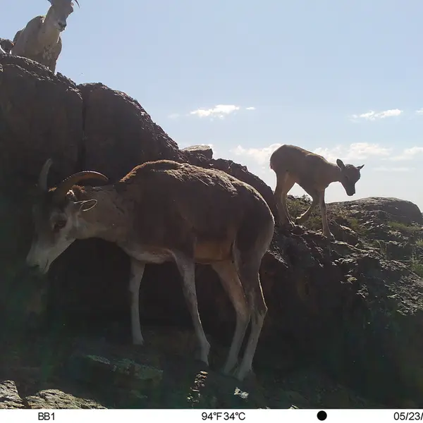 Фотография Аргали с фотоловушки Актас-Кункора