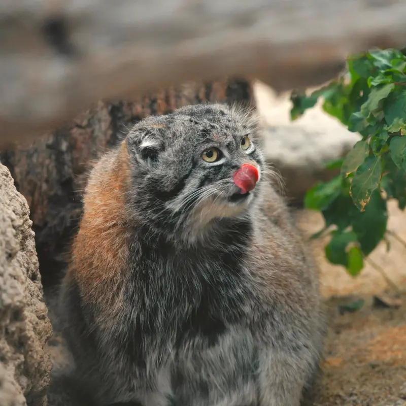 Фотография Нара в Царстве Животных Кобе