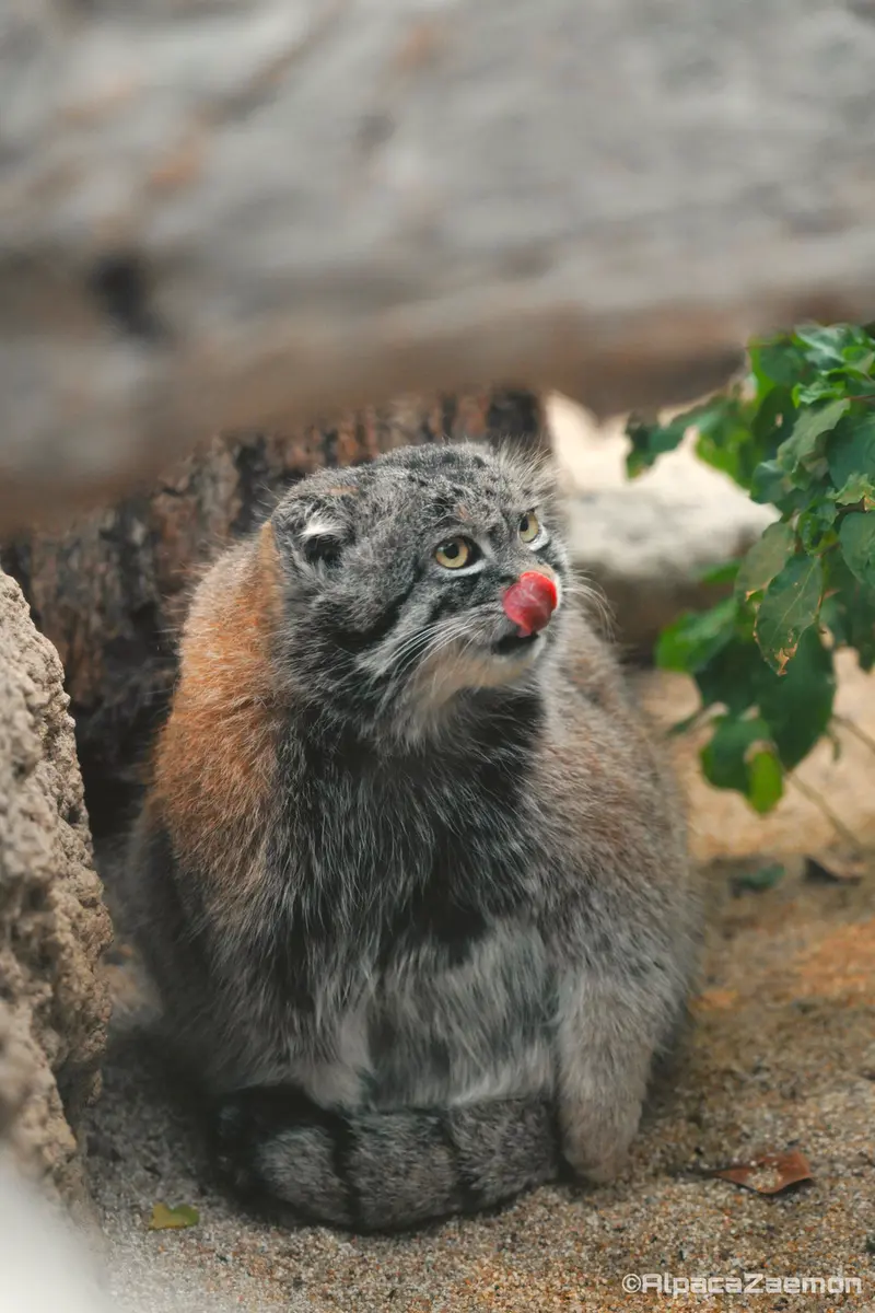 Фотография Нара в Царстве Животных Кобе