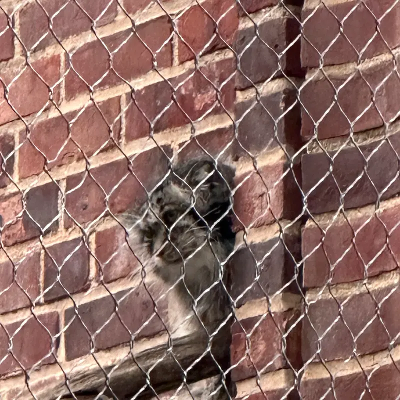 Фотография с манулом в Зоопарке Проспект-парка