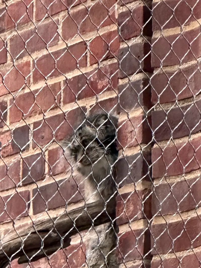 Фотография с манулом в Зоопарке Проспект-парка