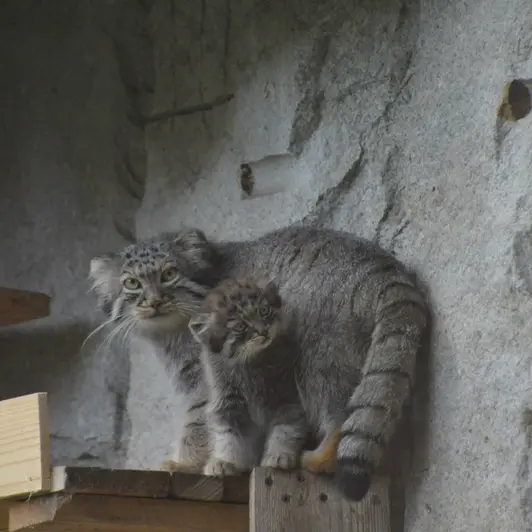 Фотография Варвары и Дарлая в Московском Зоопарке