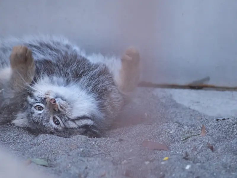 Фотография Фиги в Зоопарке Ногеяме