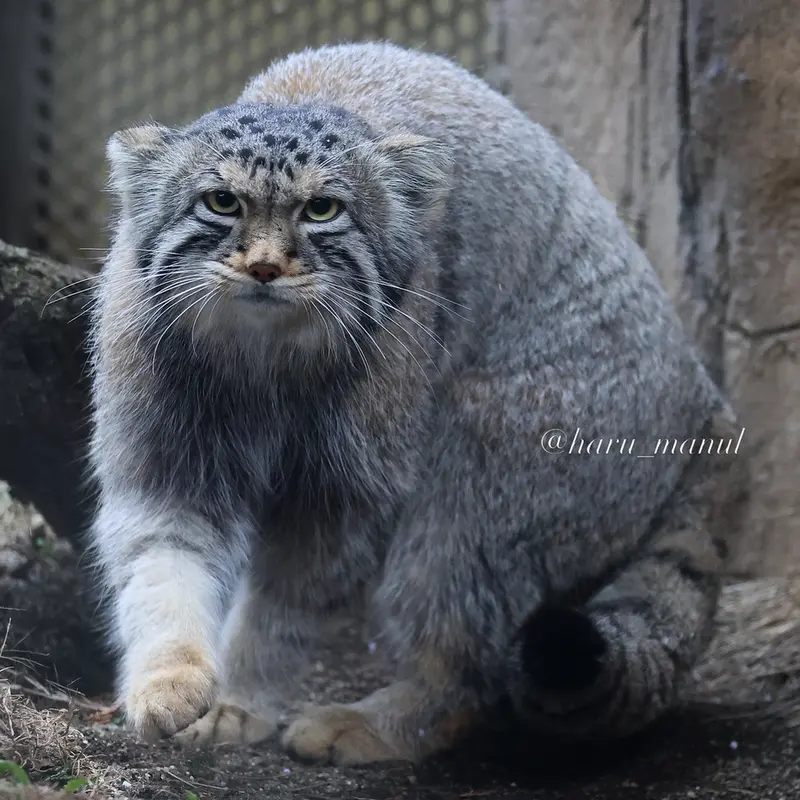 Фотография Нагому в Царстве Животных Насу