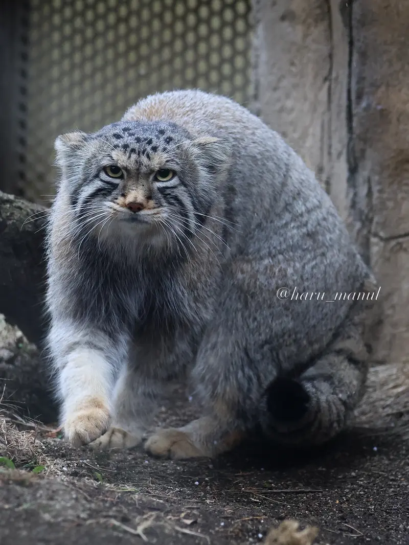 Фотография Нагому в Царстве Животных Насу
