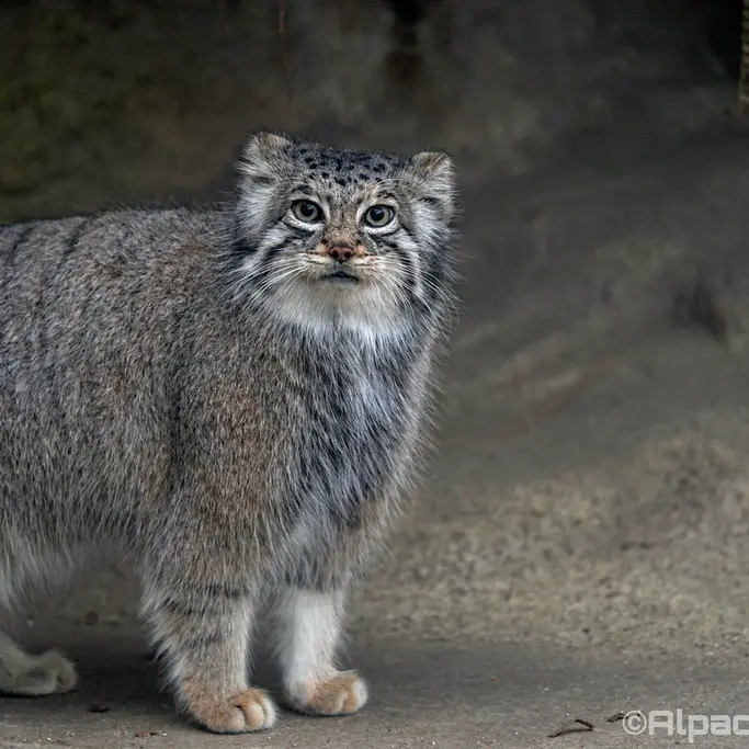 Фотография Аз в Царстве Животных Кобе