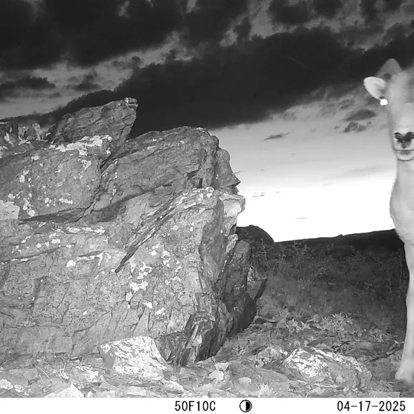 Фотография Аргали с фотоловушки Карашокы