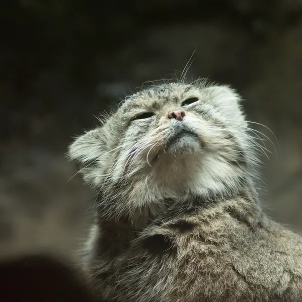 Фотография Примулы в Зоопарке Уено