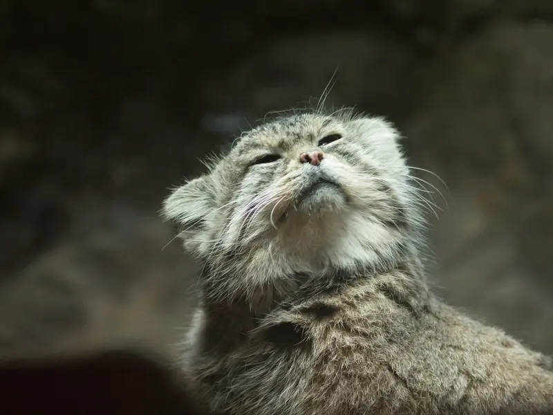 Фотография Примулы в Зоопарке Уено