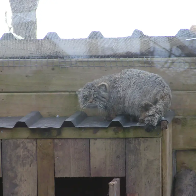Фотография Алтая в Лэйклэнде Вайлдлайф Оазисе