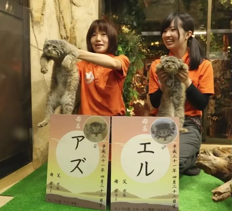 Фотография с манулом