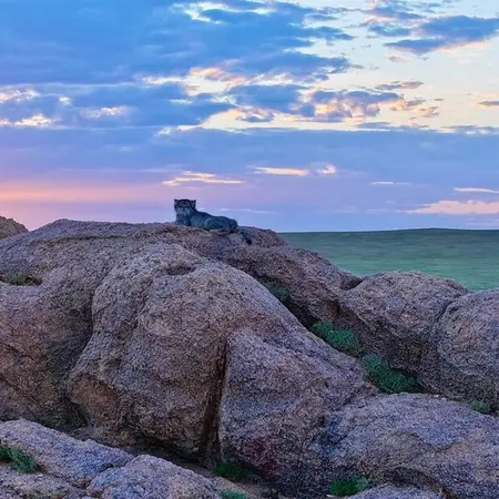 Фотография с манулом