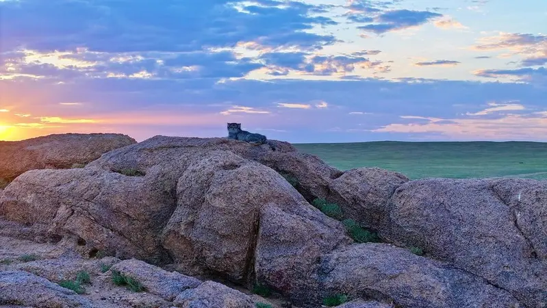 Фотография с манулом