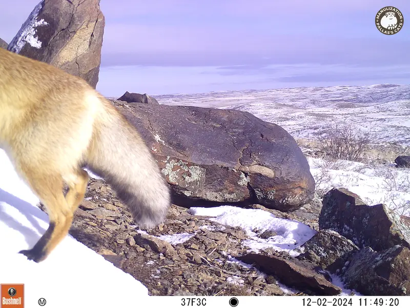 Фотография Рыжаи Лисица с фотоловушки Кошкар