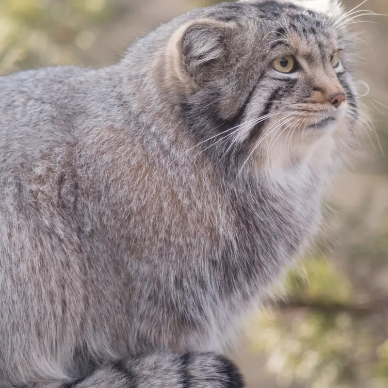 Фотография Нагому в Царстве Животных Насу