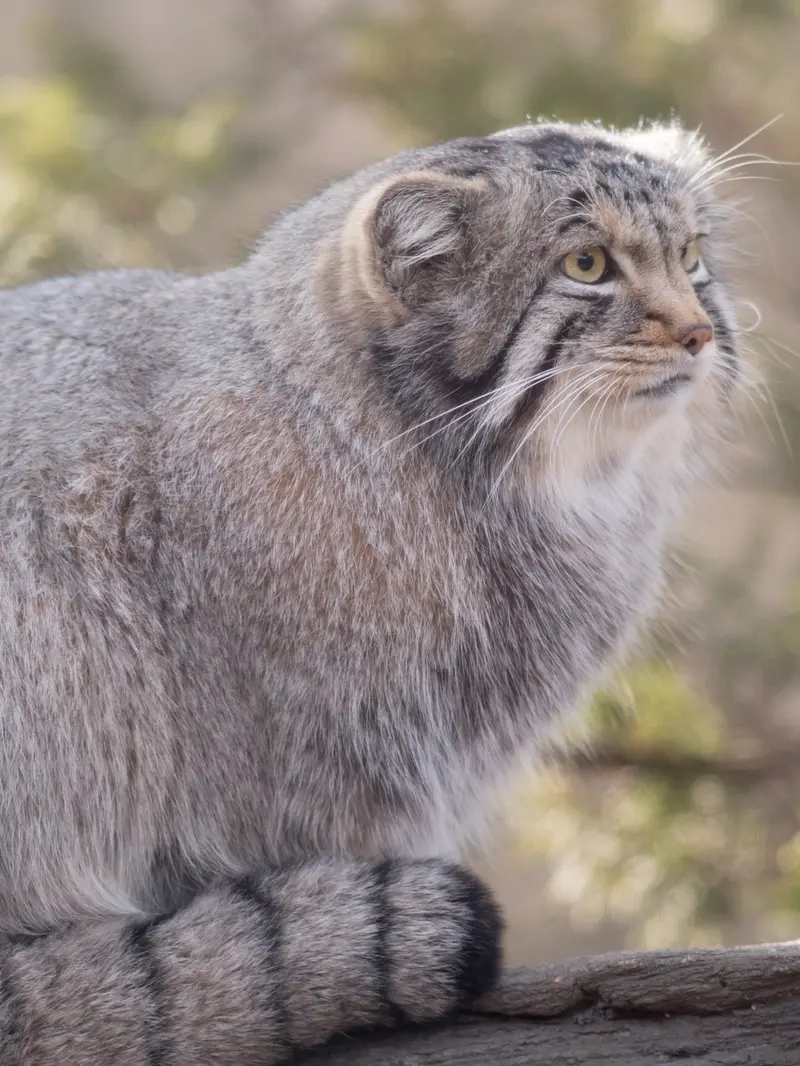 Фотография Нагому в Царстве Животных Насу