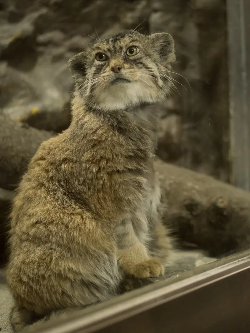 Фотография Примулы в Зоопарке Уено