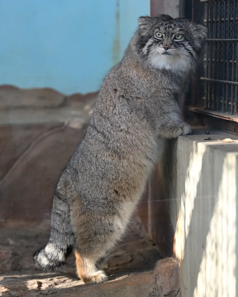 Фотография Ириса в Зоопарке Кобе Оджи