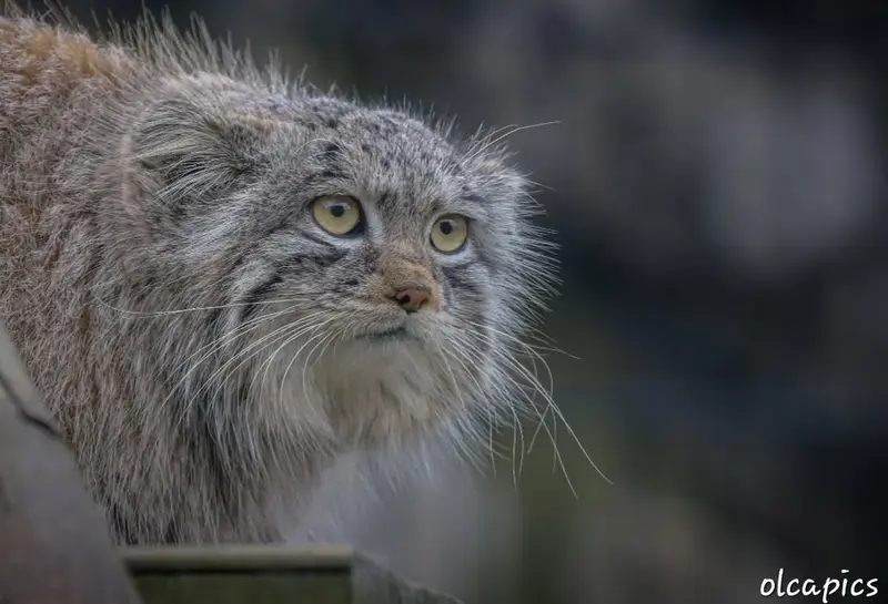 Фотография с манулом