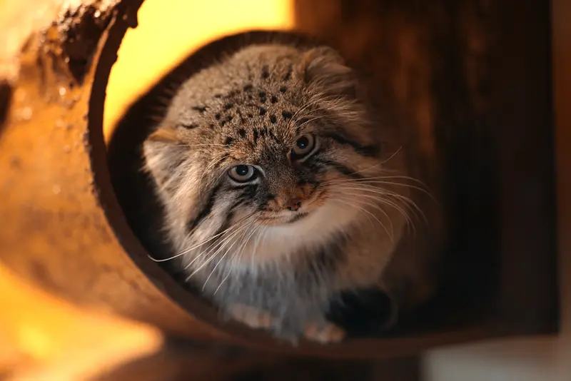 Фотография Лотоса в Зоопарке Асахияма