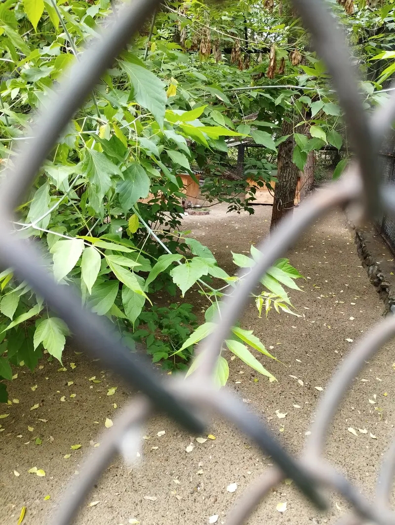 Фотография с манулом в Новосибирском Зоопарке