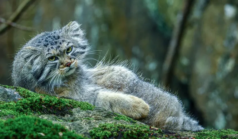 Фотография Томаса О’Мэлли в Норденс Арк