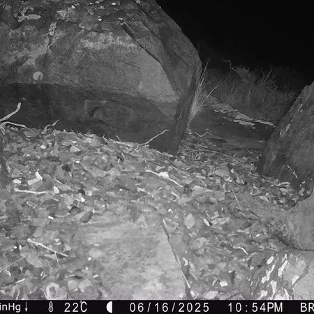 Фотография Сибирского Манула с фотоловушки Киикбай