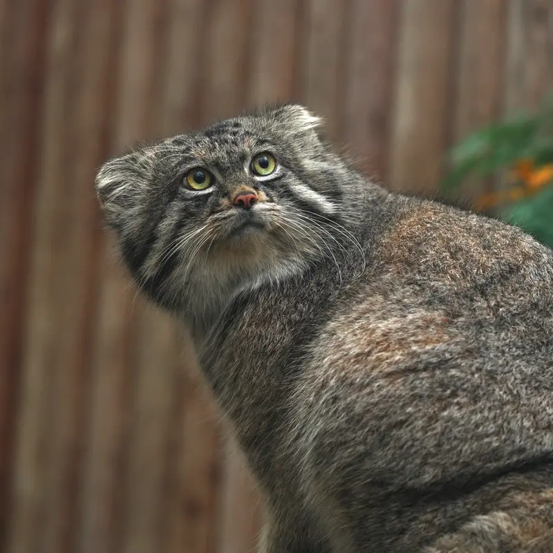 Фотография Нара в Царстве Животных Кобе
