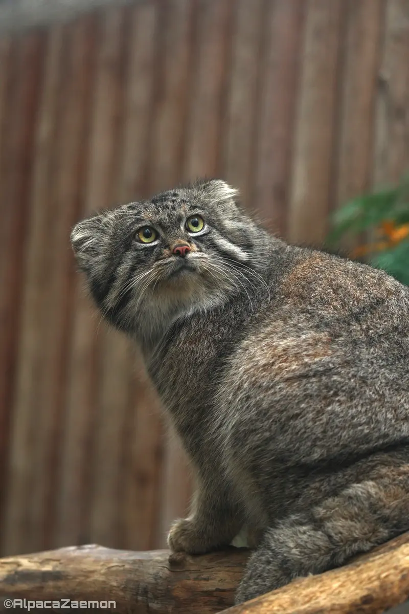 Фотография Нара в Царстве Животных Кобе