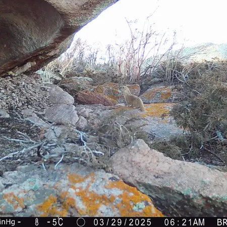 Фотография Солонгоя с фотоловушки Шубарайгыр