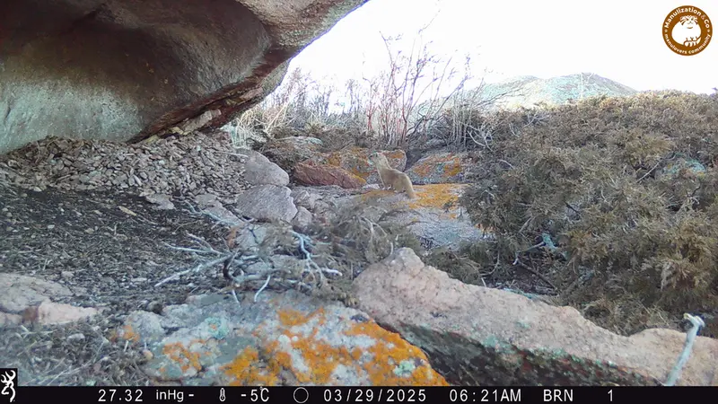 Фотография Солонгоя с фотоловушки Шубарайгыр